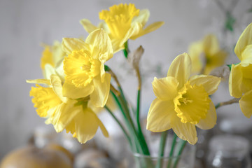 Yellow daffodils on a gray background.
