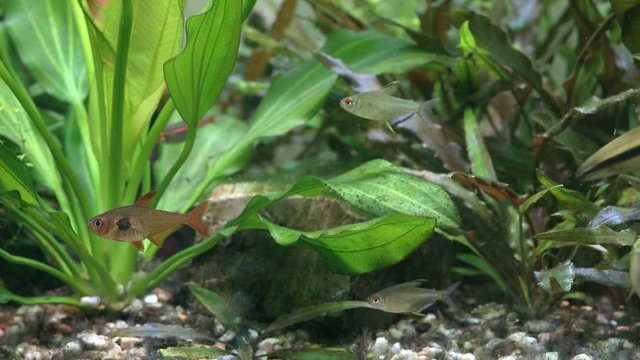 Freshwater aquarium with fish that swim on the background of green plants Echinodorus and Cryptocoryne. Underwater macro nature nature, rest and relaxation concept. Shallow depth of field.