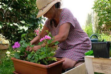 Femme rempotant des plants de géraniums