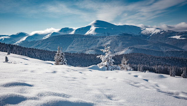 Winter landscape on a sunny day. Little spruce under snow in the mountains. Awesome Wintry nature scenery. Amazing natural background. Christmass concept. Carpathian national park, Ukraine, Europe.