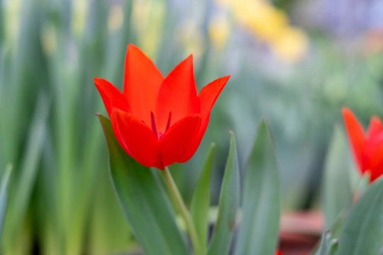 steppeflower 