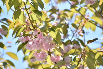 pink and white flowers in blue sky