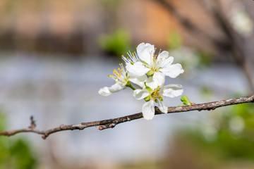 Inflorescence of cherry on branches with leaves and flowers close-up