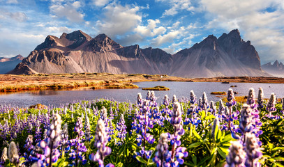 Amazing Iceland nature seascape. Best famouse travel locations. Scenic Image of Iceland. Impressive landscape with blooming lupine flowers field near Stokksnes mountains on Vestrahorn cape, Iceland