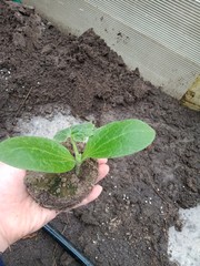 Seedlings of zucchini with a lump of earth in the hand of a person before planting in the ground.