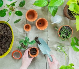 Urban Jungle, Zimmerpflanzen umtopfen oder eintopfen - Interieurtrend mit Topfpflanzen