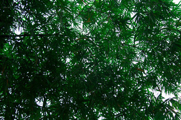 Leaves, northeastern coast in Brail
