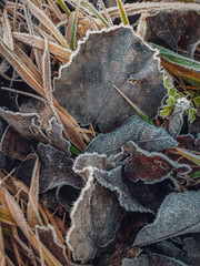 autumn time, dry leaves in the cold