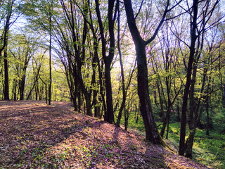 forest of green trees and dry leaves in sunny weather