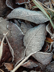 autumn time, dry leaves in the cold