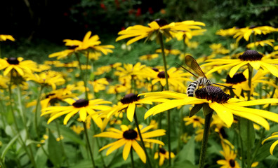 Black-eyed Susan flowers field, honey Bee on yellow flower. Rudbeckia hirta, commonly called black-eyed Susan