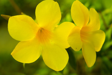 Yellow flower of a bush 