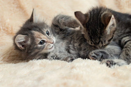 Two cute kittens playing on a cream fluffy fur blanket