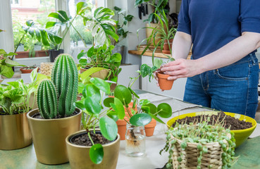 Urban Jungle, Zimmerpflanzen umtopfen oder eintopfen - Interieurtrend mit Topfpflanzen