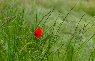 Maki na brzegu.  Czerwony mak. Kwiaty polne.  Sezonowe rosliny. Delikatne platki kwiatowe. Zielone lodygi. Mak wsrod trawy. Chwasty w zbozu.  Zdjecie z bliska. Dzika roslinnosc.  © ff25