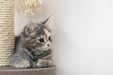 Cute gray kitten sits near a scratching post on cat's furniture. Horizontal banner, copy space.
