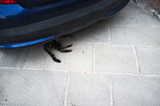 High Angle View Of Cat Lying Down Car Parked On Street