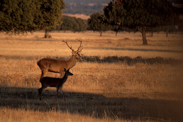 Parque de Cabañeros