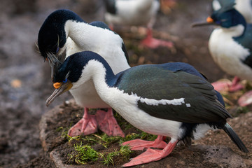 Pair of Imperial Shag (Phalacrocorax atriceps albiventer) engaged in a courtship ritual on the cliffs of Saunders Islands in the Falkland Islands.