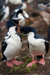 Pair of Imperial Shag (Phalacrocorax atriceps albiventer) engaged in a courtship ritual on the cliffs of Saunders Islands in the Falkland Islands.