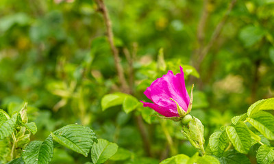 Kwiat dzikiej rozy.  Rosliny w parku miejskim. Zapach rozany. Delikatne platki. Zole kwiaty.  Rosliny sezonowe. Piekna i soczysta zielen. Lato w pelni. Relaks w ogrodzie. © ff25