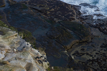 Rockhopper Penguins (Eudyptes chrysocome) coning ashore on the cliffs of Saunders Island in the Falkland Islands