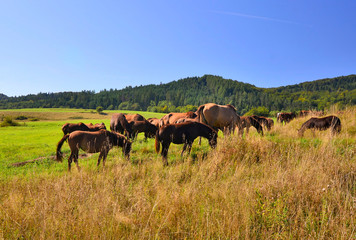 Horses grazing on field over grass in autumn sunny day, Regietow, Low Beskids (Beskid Niski),
 Poland