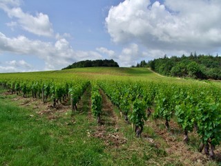 Fototapeta na wymiar Vignoble à Mercurey en Bourgogne.