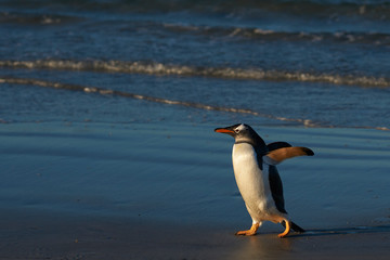 Gentoo Penguin (Pygoscelis papua) coming ashore at The Neck on Saunders Island in the Falkland Islands.