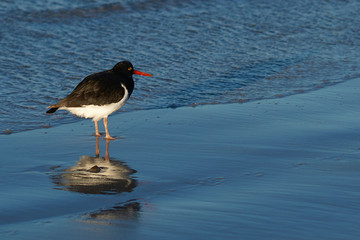 Magellanic Oystercatcher (Haematopus leucopodus) on the shore of Saunders Island in the Falkland...