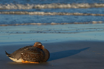 Falkland Steamer Duck (Tachyeres brachypterus) on the coast of Saunders Island in the Falkland...
