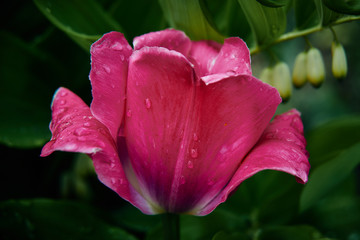 pink tulip in the garden after rain