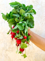 Fresh red radish on a neutral background. radish with leaves and root vegetables in a man's hand. drops of water on the leaves. home growing concept.