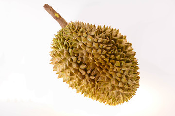 The fruit is regarded as the king of fruits with a sweet taste and intense smell in a spiny bark. The name is called durian on a white background.