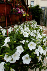 Flower: Ampelous, white petunia blooms in the garden.