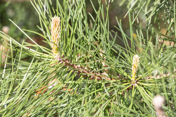 Front view on young Spruce, Picea, tree branch. Close up on vividly green spruce needles from the young shoots branch center.