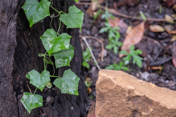 Coccinia grandis, the ivy gourd, also known as scarlet gourd, tindora and kowai fruit and wood background.