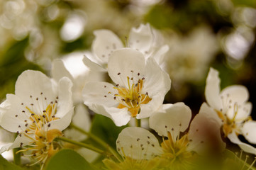Obraz na płótnie Canvas white apple flower/blossom tree