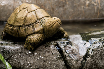  Turtle statue on the rocks. It in my garden.