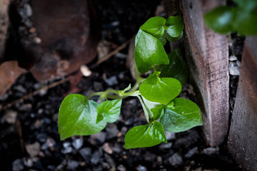 young plant in the garden