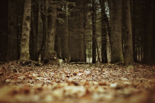 Surface Level View Of Dry Leaves In Forest