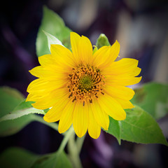 Yellow Sunflower (Helianthus) in Sunlight
