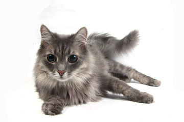 curious gray domestic cat lying on white background