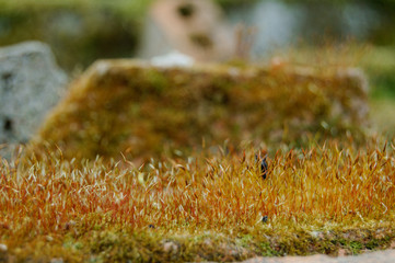 overgrown old moss on the rocks