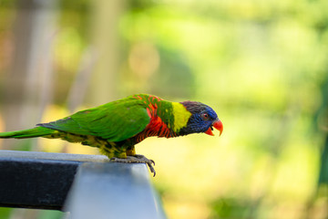 Naklejka premium Rainbow Lorikeet parrots in a green park. Bird park, wildlife