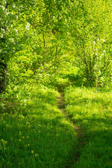 Summer sunny green forest. Footpath in a sunny summer forest. Ecology and beauty of nature and plants concept.