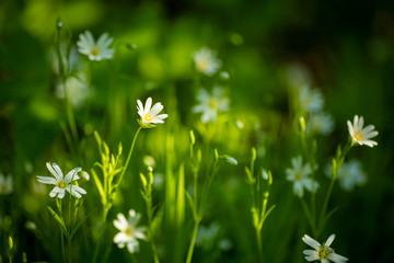 Wild flowers garden background.  Forest, wildflowers and meadow stellaria  flowers in spring on a clear sunny day.  Light and natural floral background