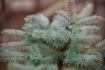 Colorado blue spruce close up framing open copy space with new spring growth and pine cones. Christmas concept.