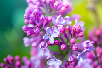 Lilac flower background. Blooming purple lilac in spring. Lilac inflorescences close up