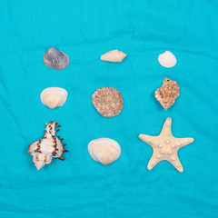 A collection of seashells in the shape of a square on a blue background. View from above.